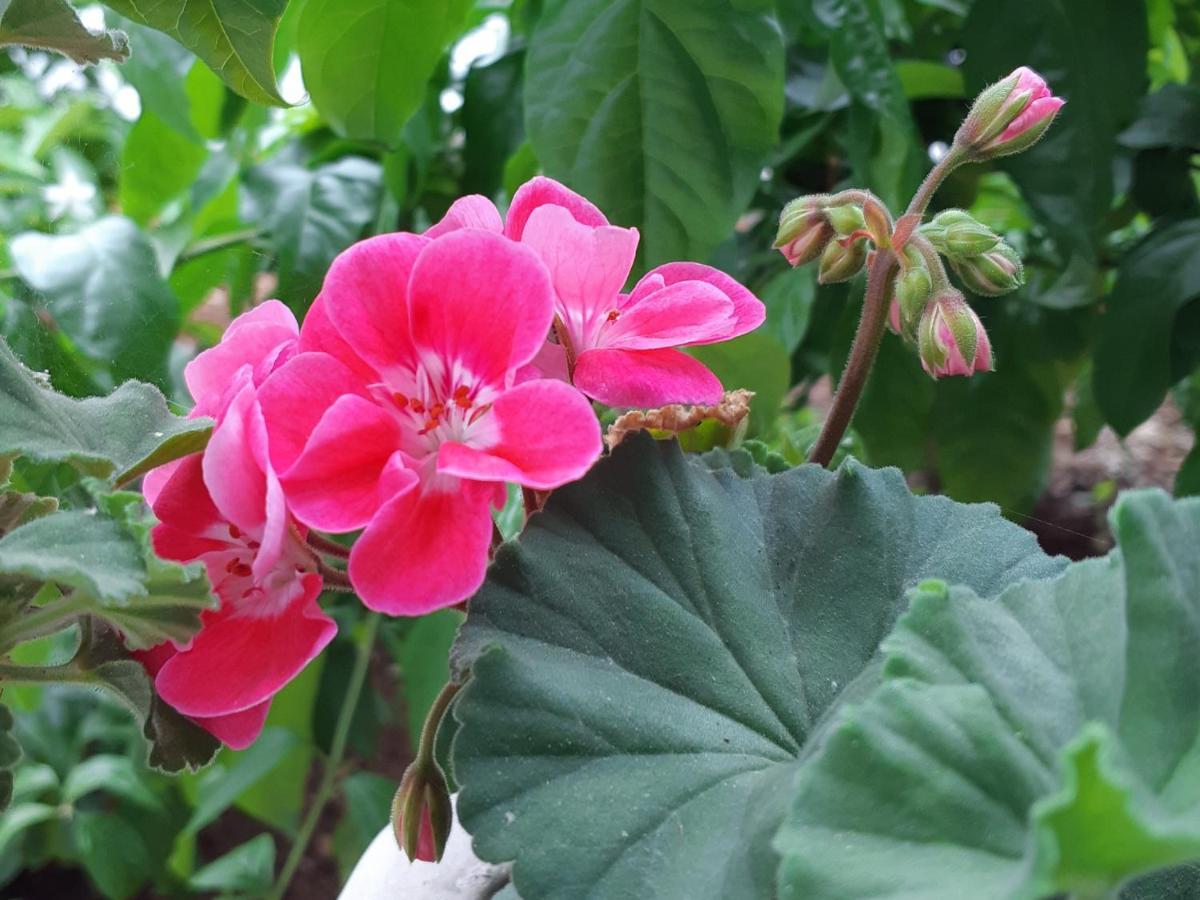 Apartment Noa'S Garden Bibinje Ngoại thất bức ảnh