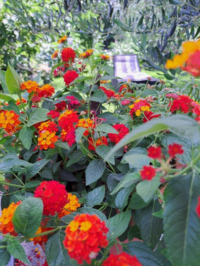 Apartment Noa'S Garden Bibinje Ngoại thất bức ảnh